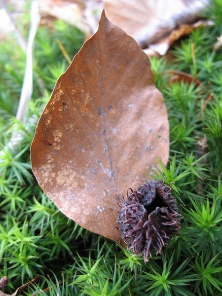 Feuille et faîne de Hêtre